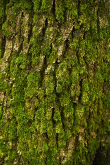 Baumrinde stark bemoost