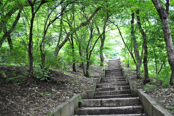 Fototapeta na wymiar stairway to the forest