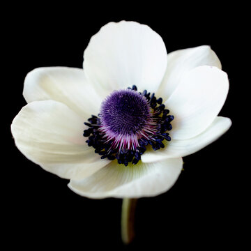 white anemone on black background