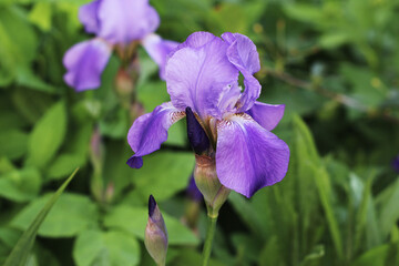 The Blue Irises in the Summer Garden