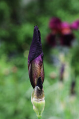 The Bud of the Royal Iris in the Summer Garden