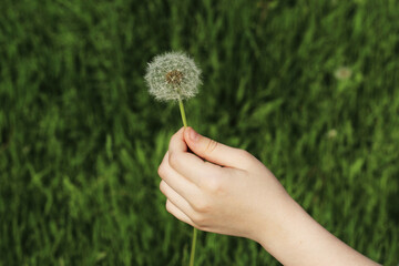 The Kids Hand with the White Dandelion in the Park