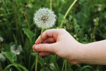 The Childs Hand Holds the White Dandelion