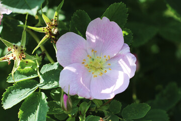 The Flower of the Rosehip in the Garden