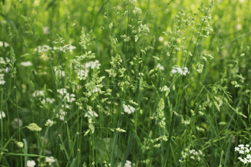 The Green Texture of the Meadow Grass