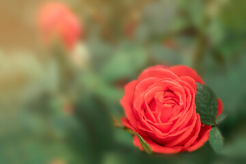 Blooming pink rose on sunny summer day on blurred background