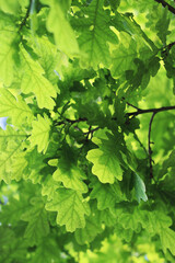 The Green Texture of the Oak Leaves