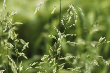 The Green Texture of the Summer Grass