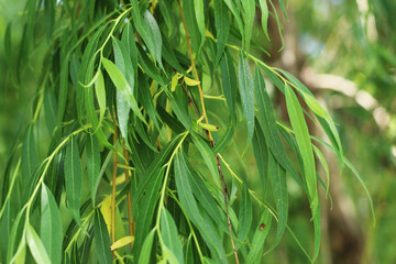 The Green Texture of the Willow Leaves