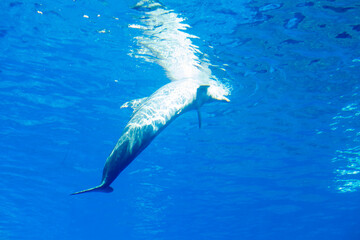Naklejka premium dolphins in a large blue aquarium closeup