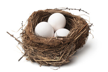 Bird nest with eggs