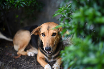 A brown and black dog resting under the green bush in a sunny hot day.