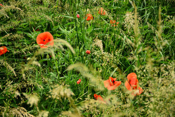 Beautiful red poppies in the green grass