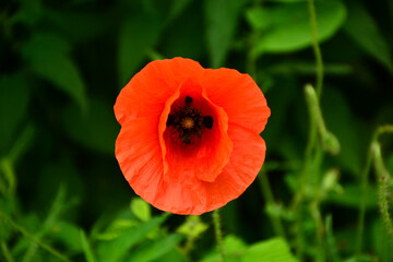 Beautiful red poppies in the green grass