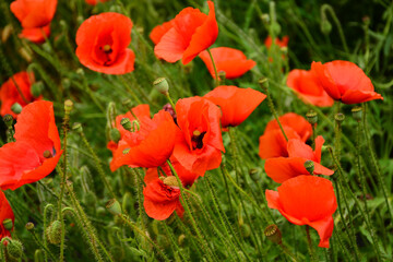 Beautiful red poppies in the green grass