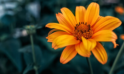 Yellow flowers of rough oxeye, smooth oxeye
