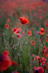 Field of poppies. Background for postcards. Nature in the summer. Sunset sun. Red poppies. Buds of wildflowers and garden flowers. Red poppy blossoms. Copy space