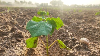 Small growing up cotton plant with morning time sunlight