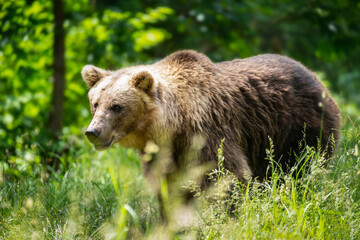 Fototapeta na wymiar Bär im Wald