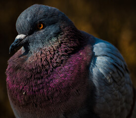 pigeon in the park