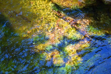 beautiful photo of the bottom of the river