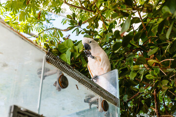 Umbrella Cockatoo Cacatua alba on a dead tree branch
