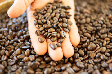 Hands holding roasted coffee beans