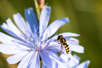 Beautiful striped fly on a chicory flower. Close-up.