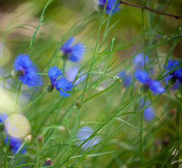 Blue wildflower cornflower. Wild flowers. Natural green background. Cornflowers. Nature. Summer wildflower.