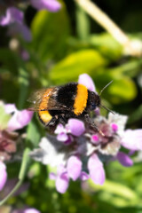 Bee collecting pollen from flowers. Honey bee on the flower.