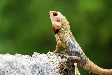 bearded dragon lizard