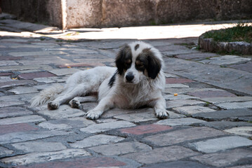 A stray dog lies on the stone pavement in the shade