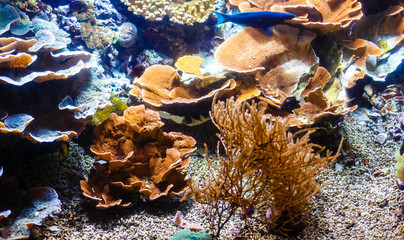Little colorful fish, bright coral reef in aquarium. Underwater life.