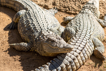 African Aligator Animal in South Africa.