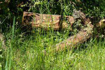 The trunk of an old tree lies in green high grass on sunny summer field. Green natural vibrant background
