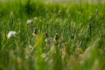 zielona trawa w lecie 