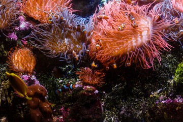 Little colorful fish, bright coral reef in aquarium. Underwater life.