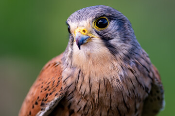 Male Kestrel