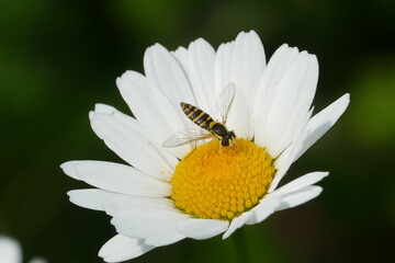 Amblyteles armatorius is a species of parasitic wasp  family Ichneumonidae, here on a Leucanthemum flower (aster family, Asteraceae), in June near Langenhagen, Hanover district, Germany
