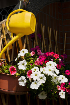 Colorful Flower Plant And Watering Can Hanging On Bamboo Fence