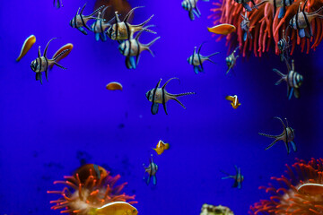Fototapeta na wymiar Little colorful fish, bright coral reef in aquarium. Underwater life.