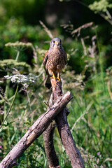 Male Kestrel
