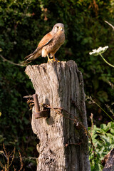 Male Kestrel