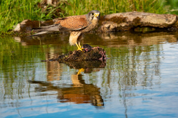 Male Kestrel