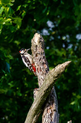 Greater Spotted Woodpecker