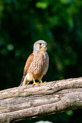 Male Kestrel