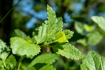 Bright green fresh mint herb growing in garden close-up. Greenery food aromatic spearmint on blurred background