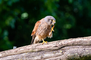 Male Kestrel