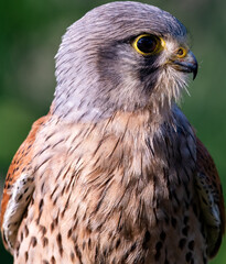 Male Kestrel