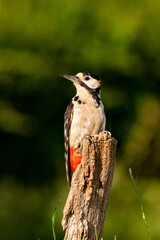 Greater Spotted Woodpecker